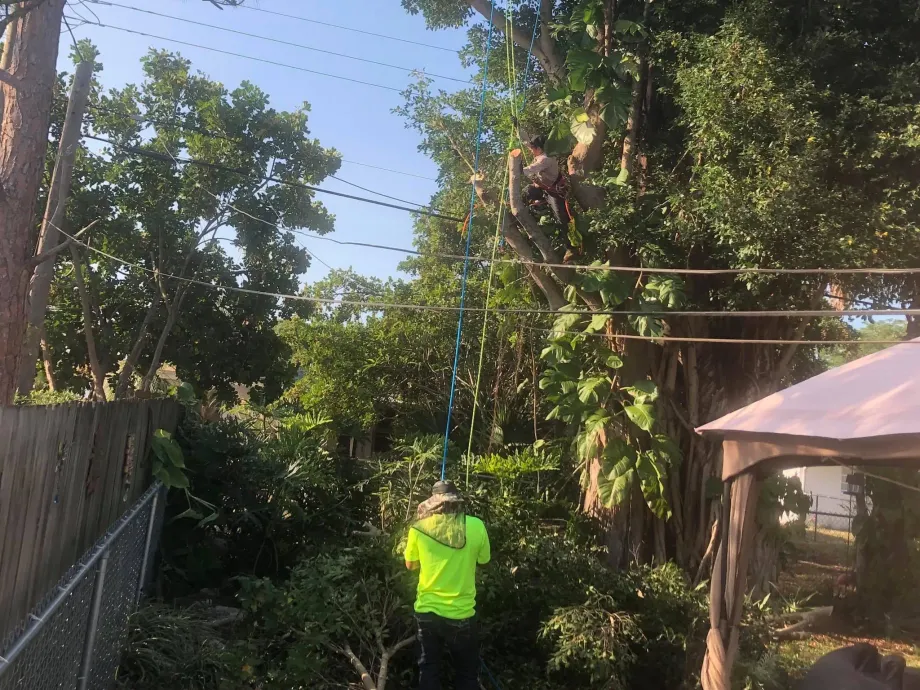 Gallery Image 7 Tree Service