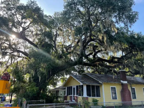 Gallery Image 2 Tree Service