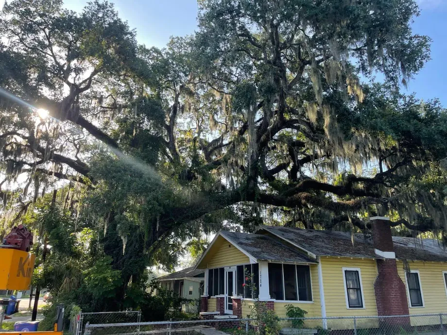 Gallery Image 2 Tree Service